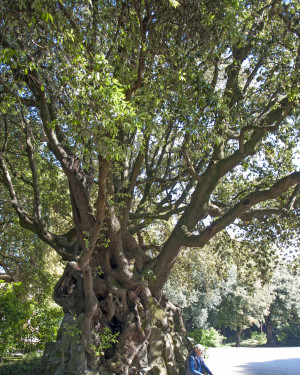 Foto Leccio di Castel Gandolfo