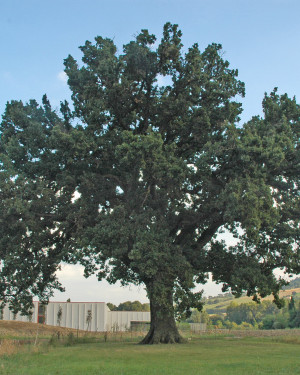 Foto Quercia del Passo di Treia