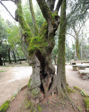 Foto Carpino nero di Villa Redenta