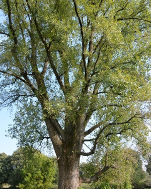 Foto Pioppo di Peschiera Borromeo