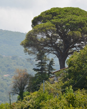 Foto Pino di San Salvatore di Fitalia