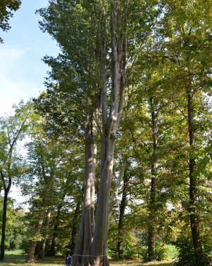 Foto Zelkova del Parco Reale di Racconigi