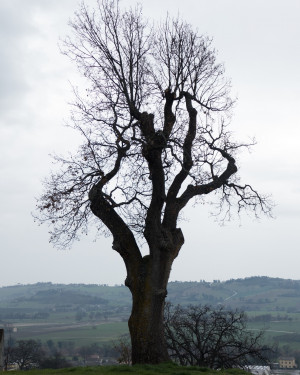 Foto Quercia di Torelli