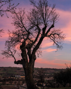 Foto Quercia di Torelli