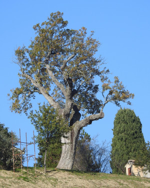 Foto Quercia di Torelli