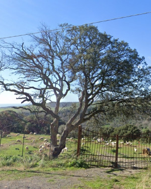 Foto Sughera della Muracciola