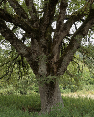 Foto Quercia di Giovenzano