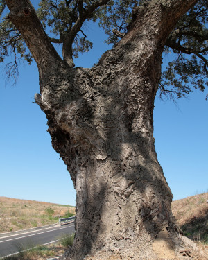 Foto Sughera del GRA