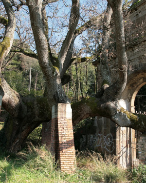 Foto Roverella del Cancellone