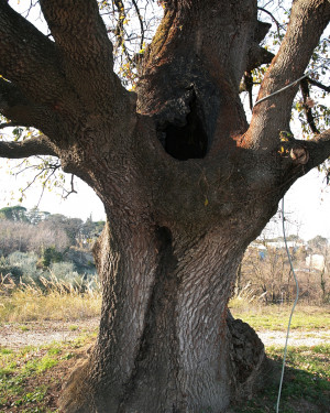 Foto Quercia di Casaletto