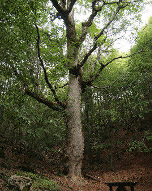 Foto Acerone di Monte Autore