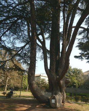 Foto Cedro 1 di Palazzo Massari