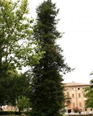 Foto Sequoia n. 1 Villa Paolucci