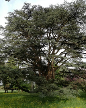 Foto Cedro del Libano di Villa Paolucci