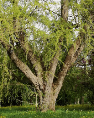 Foto Ginkgo di Villa Paolucci