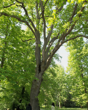 Foto Quercia gobba, Farnia n. 2 Villa Boschetti