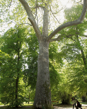 Foto Platano di Villa Boschetti n. 2