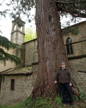 Foto Sequoia gigante di Cannetole