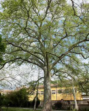 Foto Platano_1 "grande" di Villa Pasolini