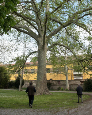 Foto Platano_1 "grande" di Villa Pasolini