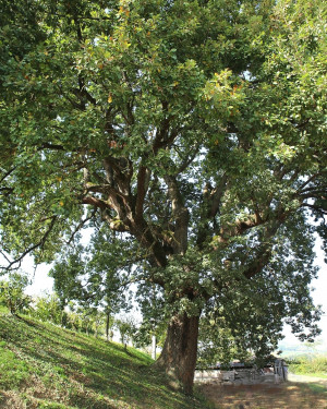 Foto Quercia delle Serodene