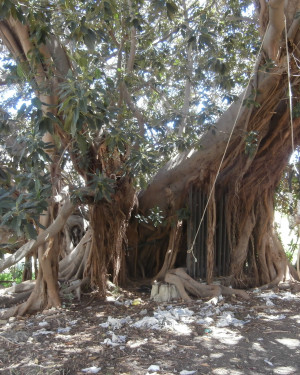 Foto Ficus di Villa De Gregorio