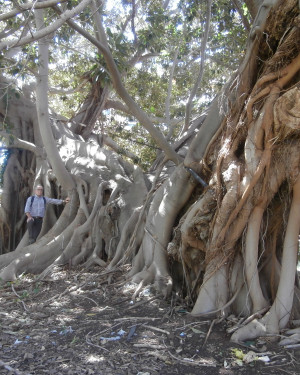 Foto Ficus di Villa De Gregorio