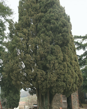 Foto Cipresso di San Romolo