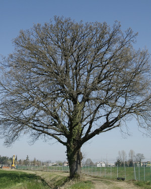 Foto Quercia via Budrione