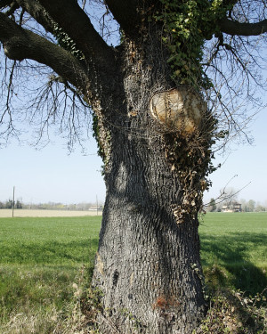 Foto Quercia via Budrione