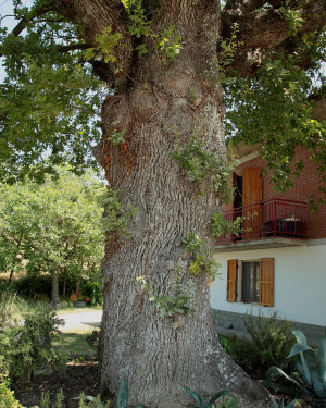 Foto Quercia di Collina