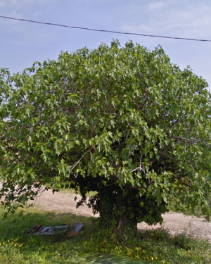 Foto Fico di San Leone