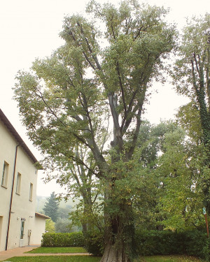 Foto Bagolaro di San Fortunato