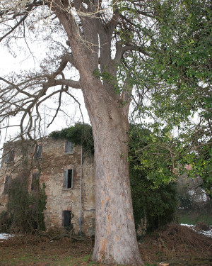 Foto Nocciolo dell'Aia