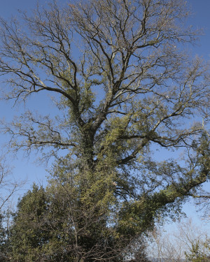 Foto Quercia di Prato d'Era