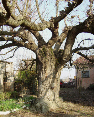 Foto Gelso della Bonacorsa