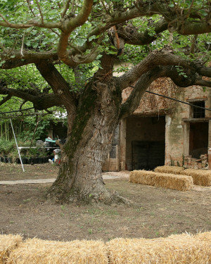 Foto Gelso della Bonacorsa