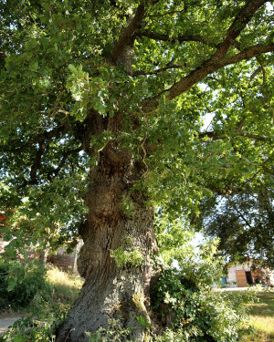 Foto Roverella di Ca' Torricella