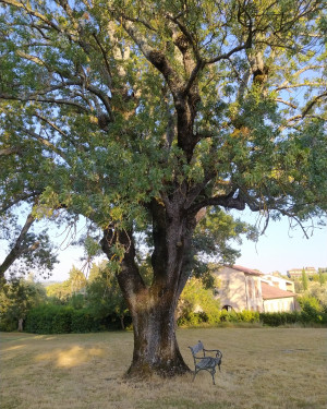 Foto Il Frassino  di Montagnana