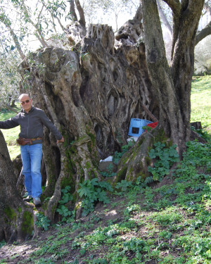 Foto Olivo grande di Predica