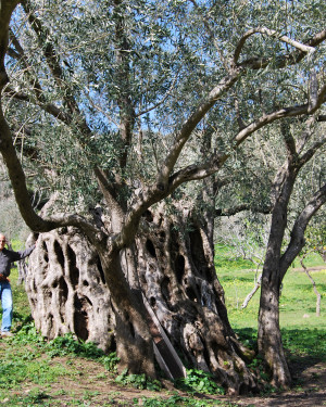 Foto Olivo grande di Predica