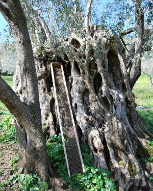 Foto Olivo grande di Predica