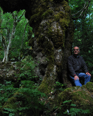 Foto Acero campestre del Bosco Tassita