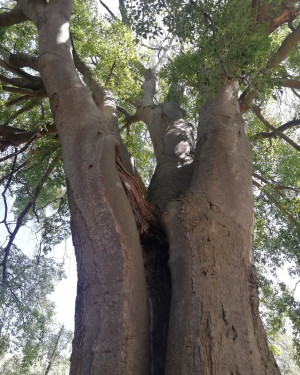 Foto Il Bagolaro di Terenzano