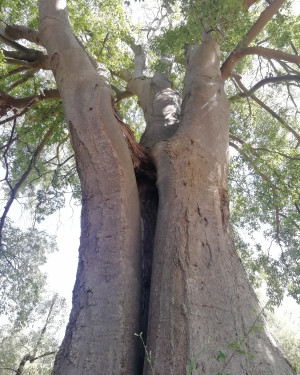 Foto Il Bagolaro di Terenzano