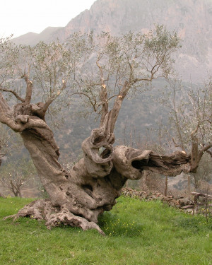 Foto Olivo di Contrada Tre Fontane