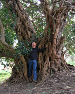 Foto Carrubo di Contrada Faia