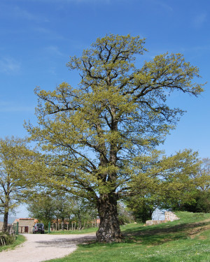 Foto Cerro delle Case di Mangalavite