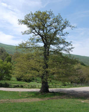 Foto Cerro delle Case di Mangalavite