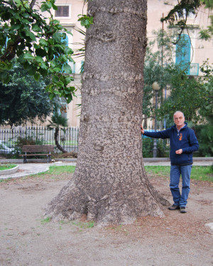 Foto Araucaria 2 di Patti